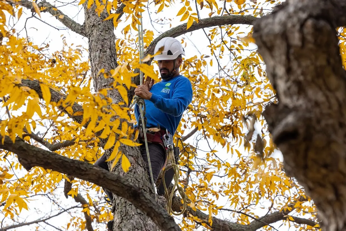 Skilled Tree Pruning crew working in Rosamond