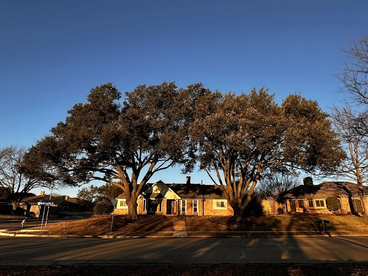Established residential canopy tree shading a home in Rosamond